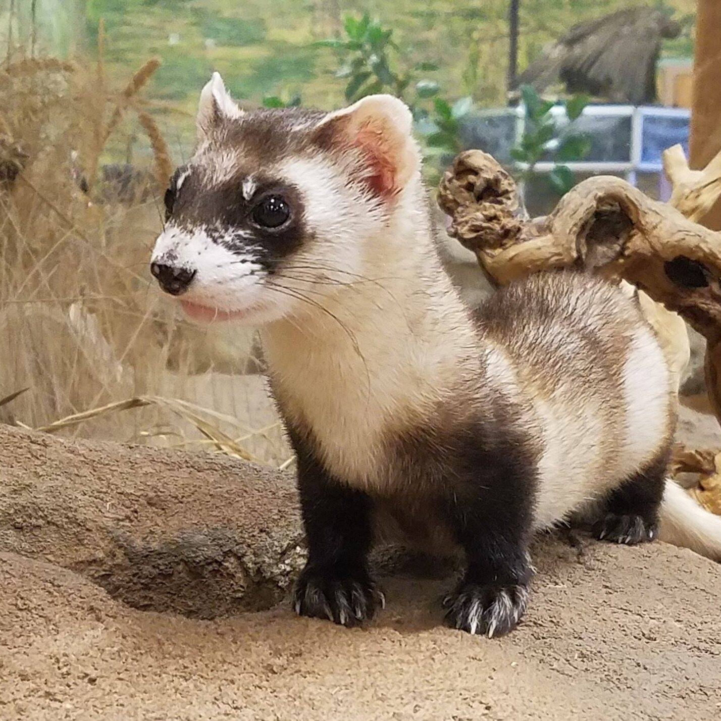 BFF black footed ferret at Topeka Zoo