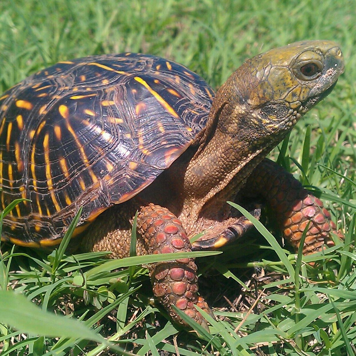 Box-turtle-neck-extended The Ornate Box Turtle is the Kansas State Reptile.