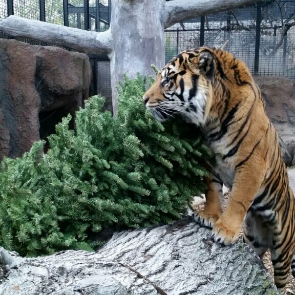 Tiger with Pine Tree Tiger with Pine Tree