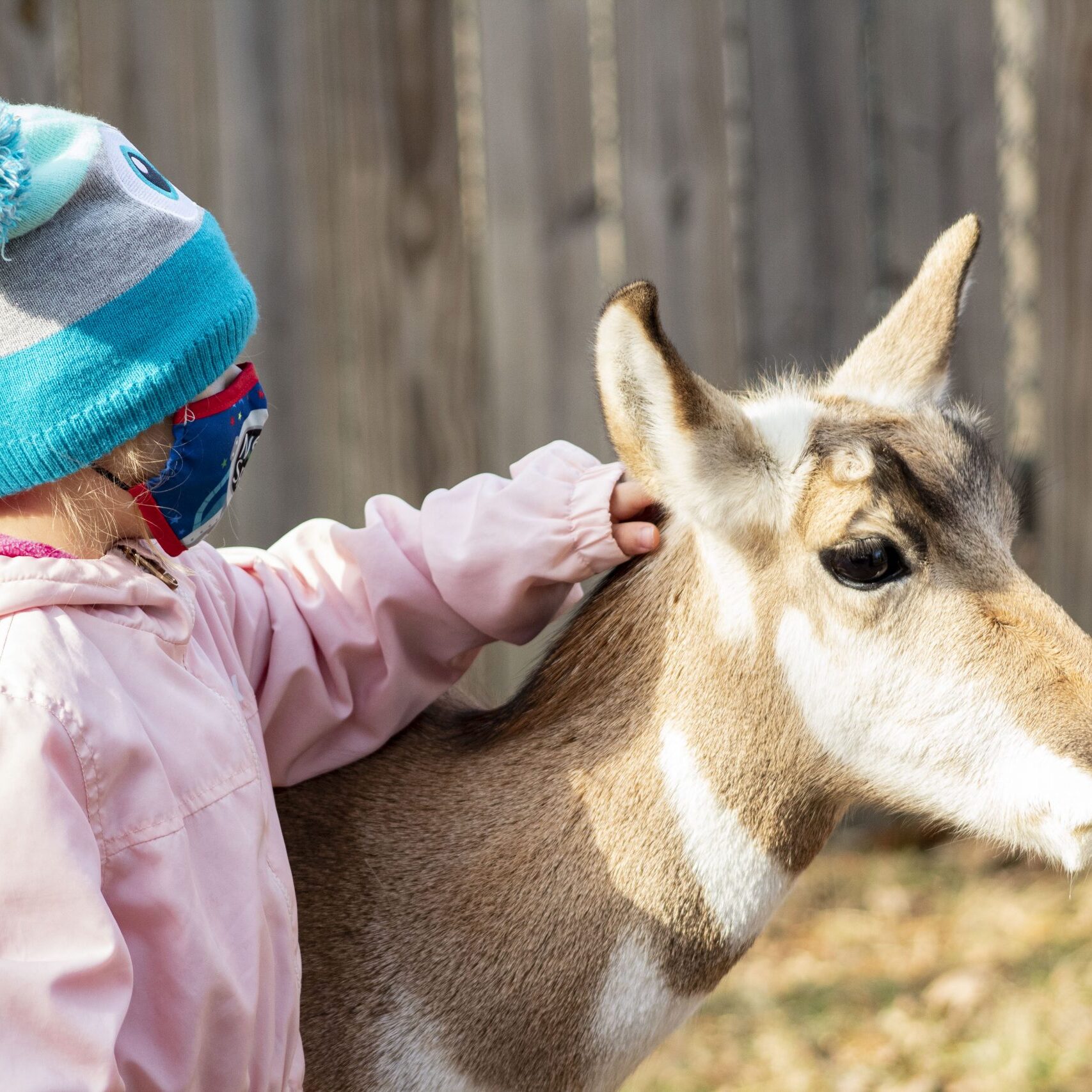Kid Petting Pronghorn Kid Petting Pronghorn