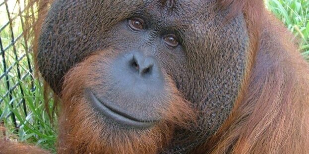 Orangutan (2) Orangutan (2)