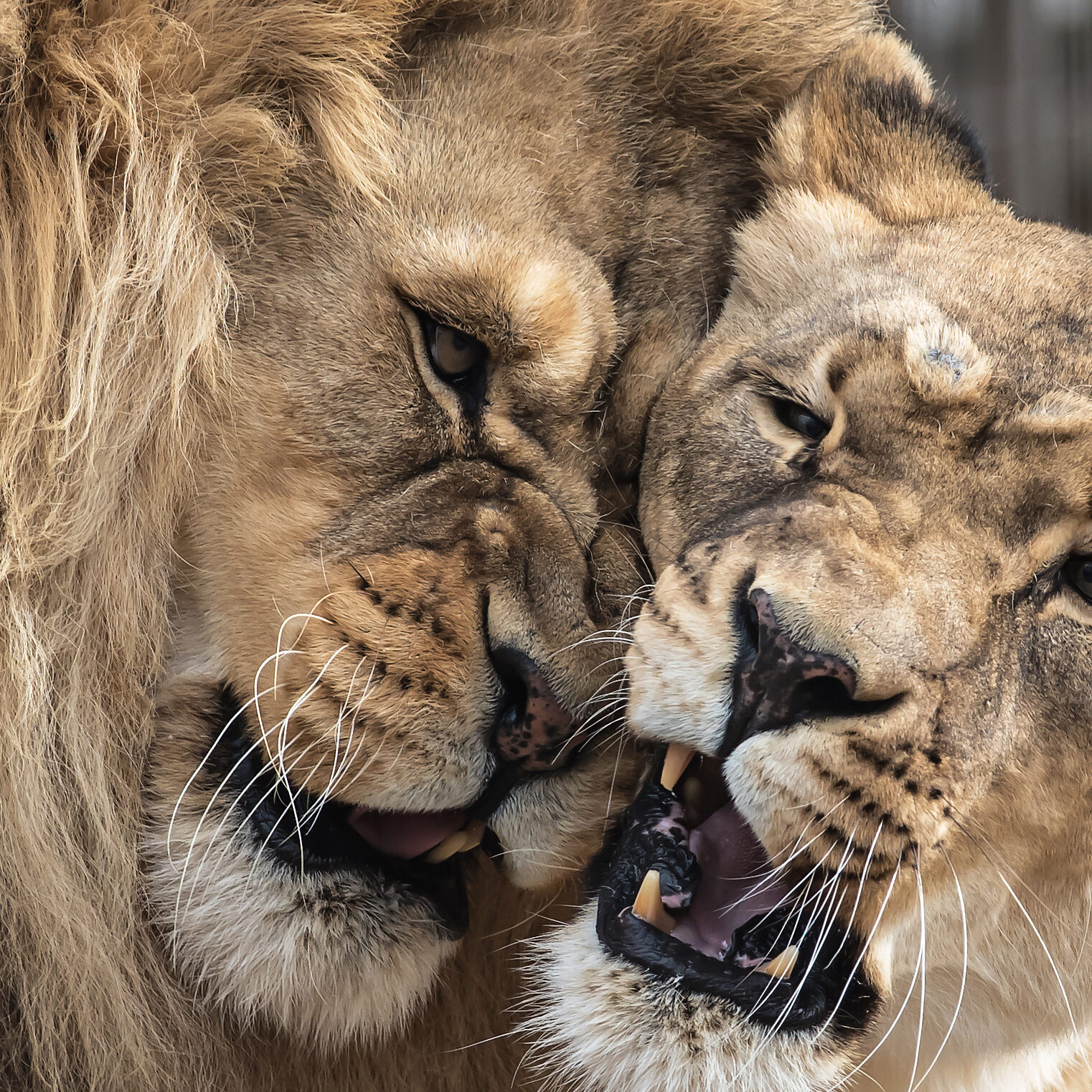 PHOTO #3 LION LOVE CATEGORY ANIMAL GROUP PHOTO #3 LION LOVE CATEGORY ANIMAL GROUP