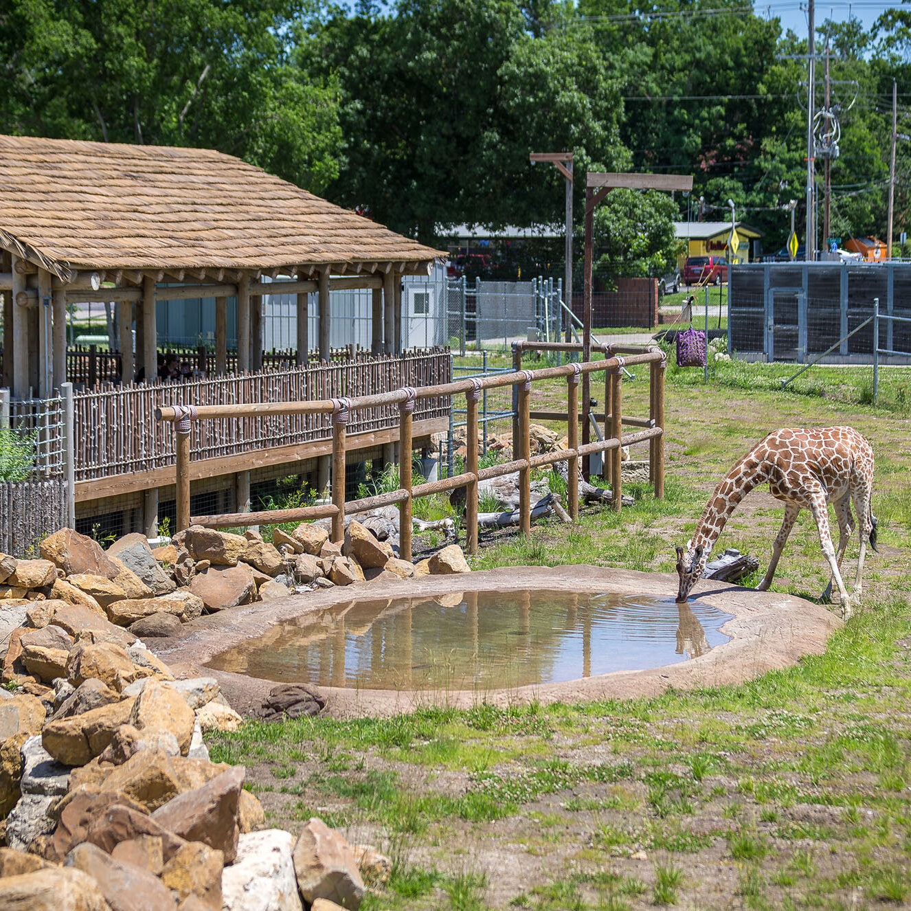 Ross Pavilion Giraffe 2024 (1)