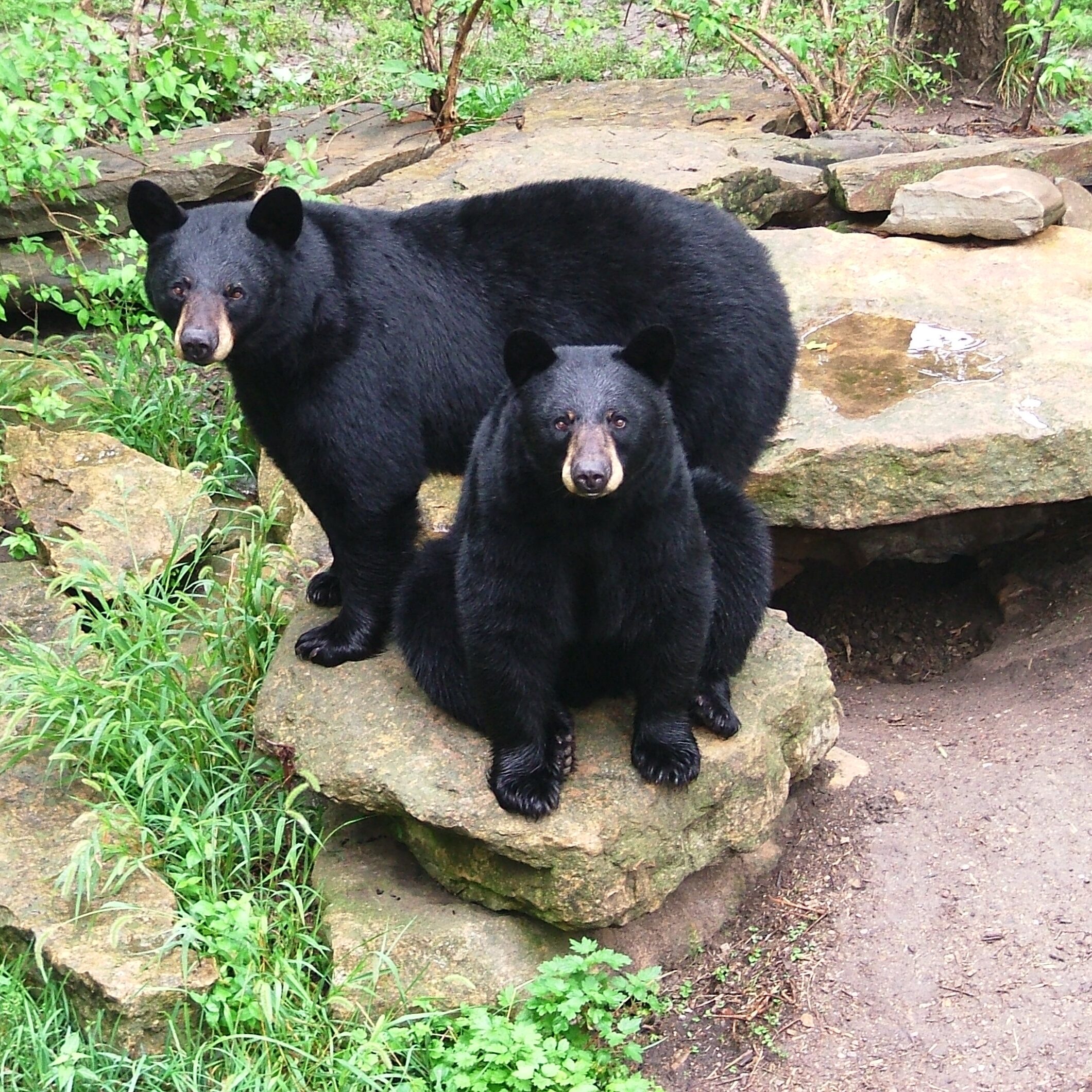 Sneak and Peek Sneak and Peak, the first bears to reside in Hills Black Bear Woods, which opened in 1996.