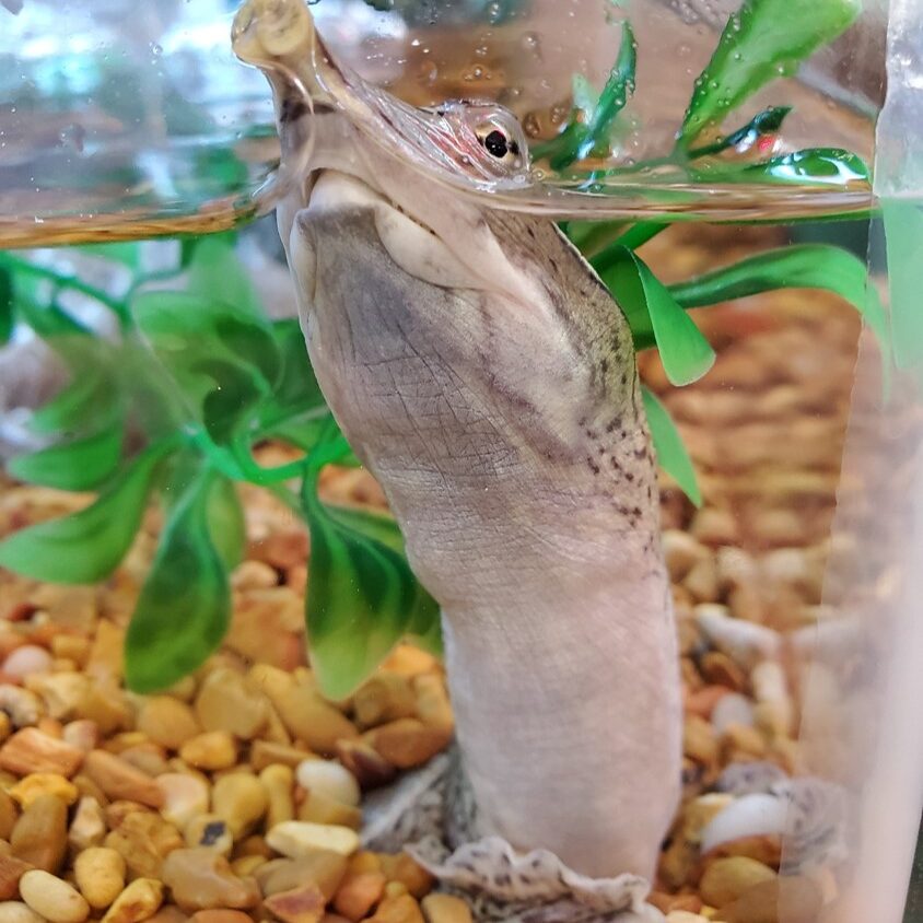 Softshell turtle Softshell turtle