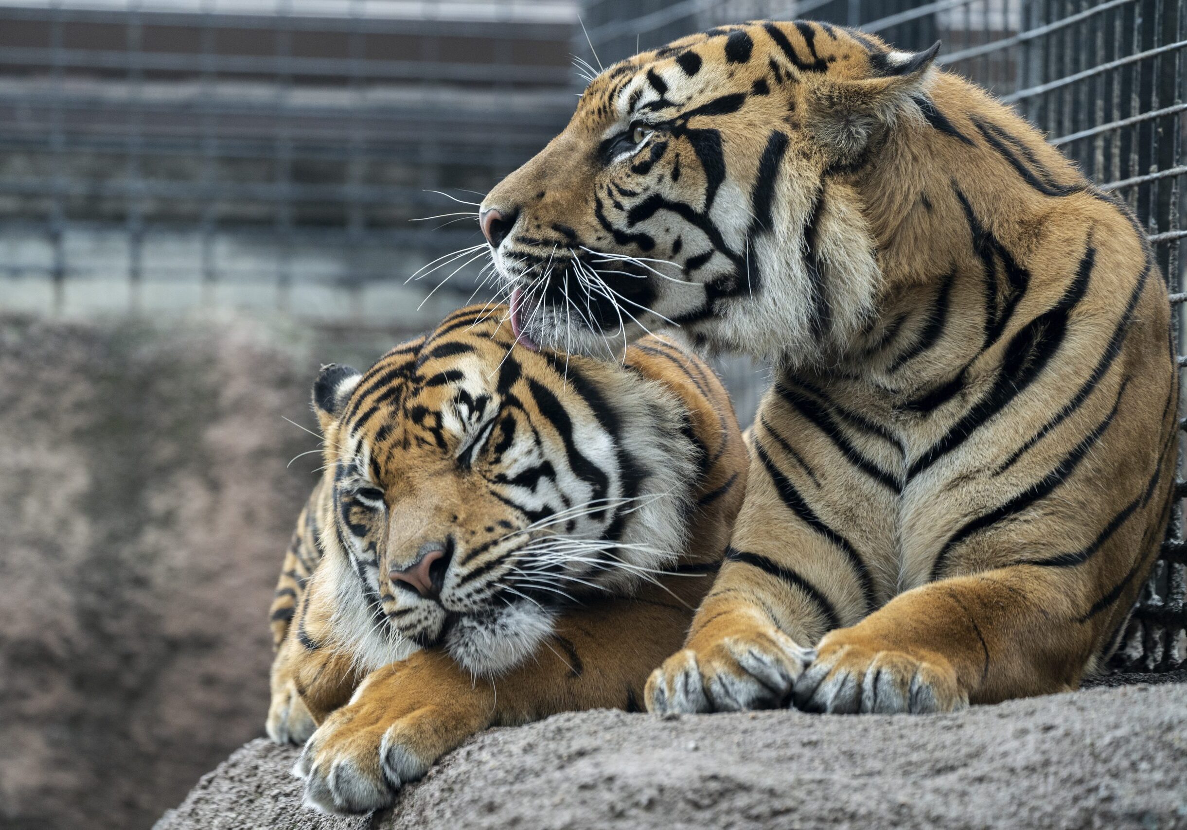 Tigers Cleaning Tigers Cleaning