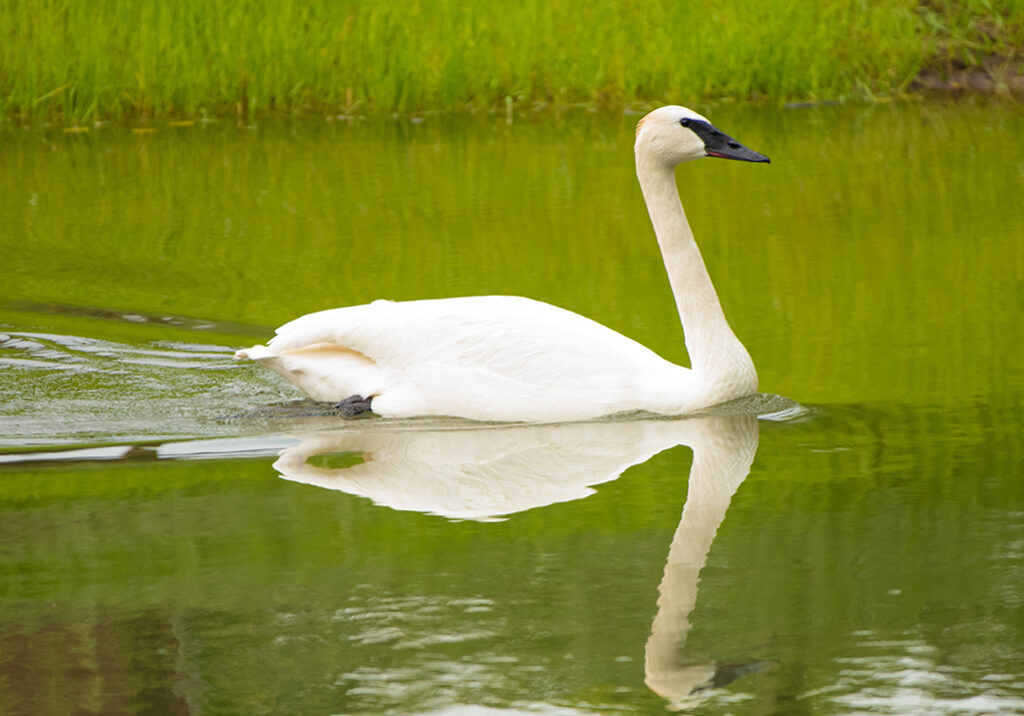 Trumpeter Swan Trumpeter Swan
