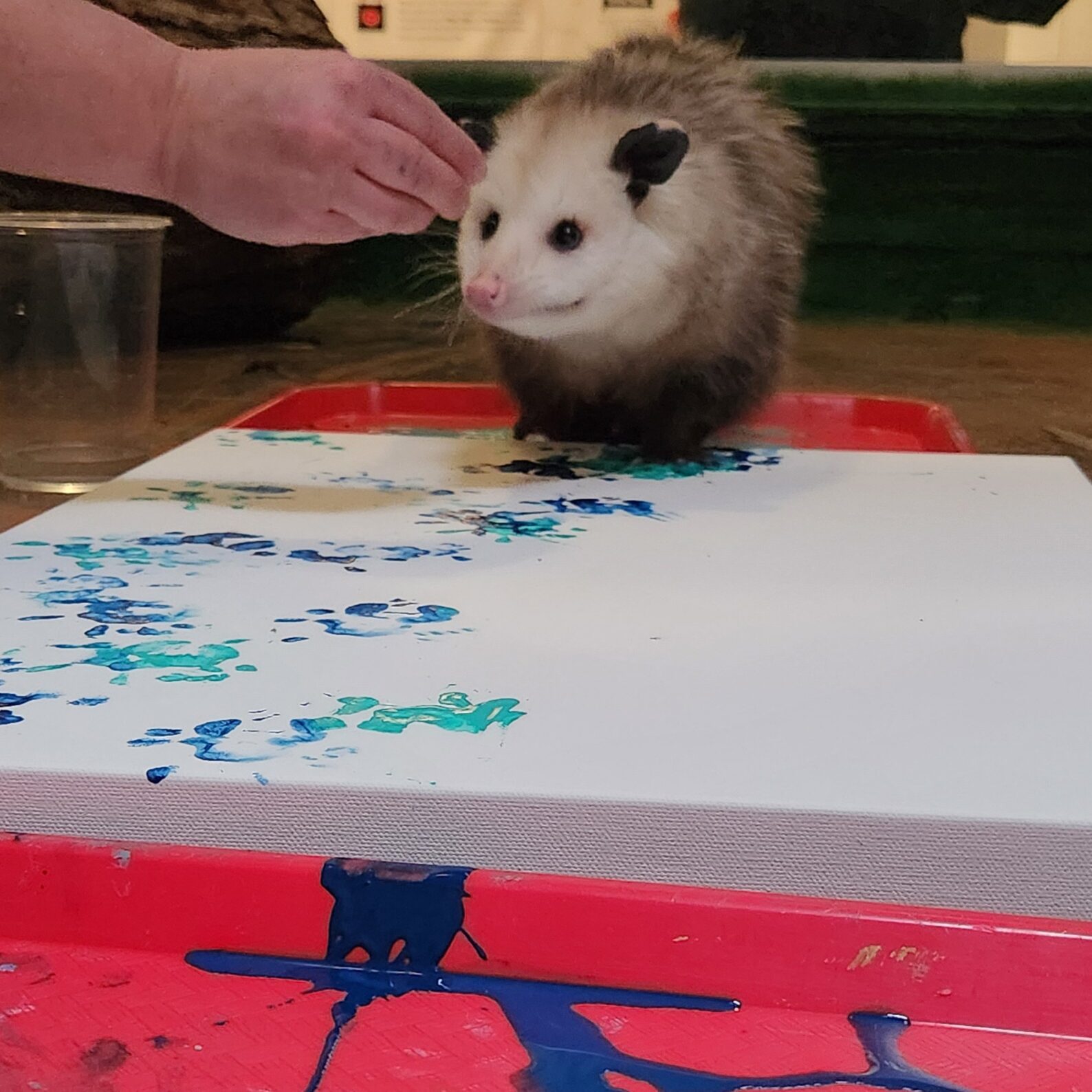 Violet opossum Painting 1 Violet opossum Painting 1
