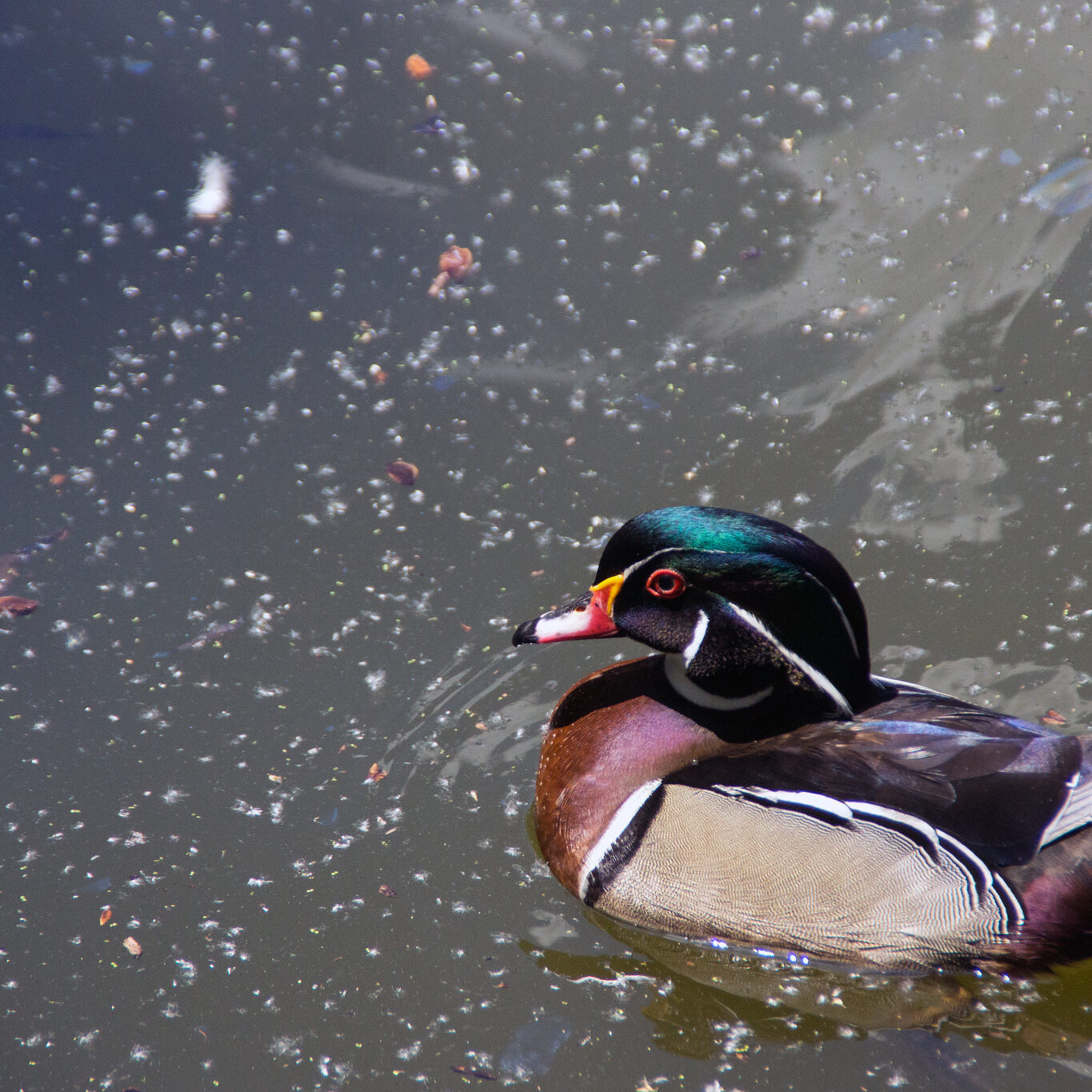 Wood Duck Wood Duck