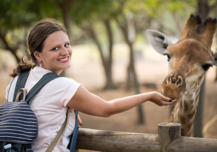 A woman feeds a giraffe with her hand. A woman feeds a giraffe with her hand