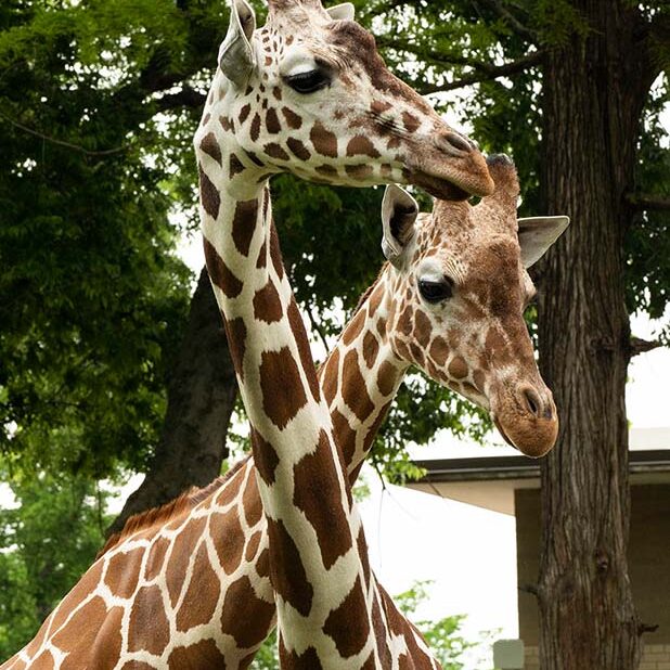 adulat camp giraffe photo adulat camp giraffe photo