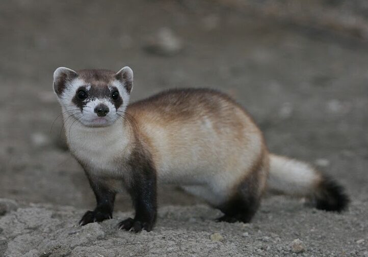 black footed ferret 2 black footed ferret 2