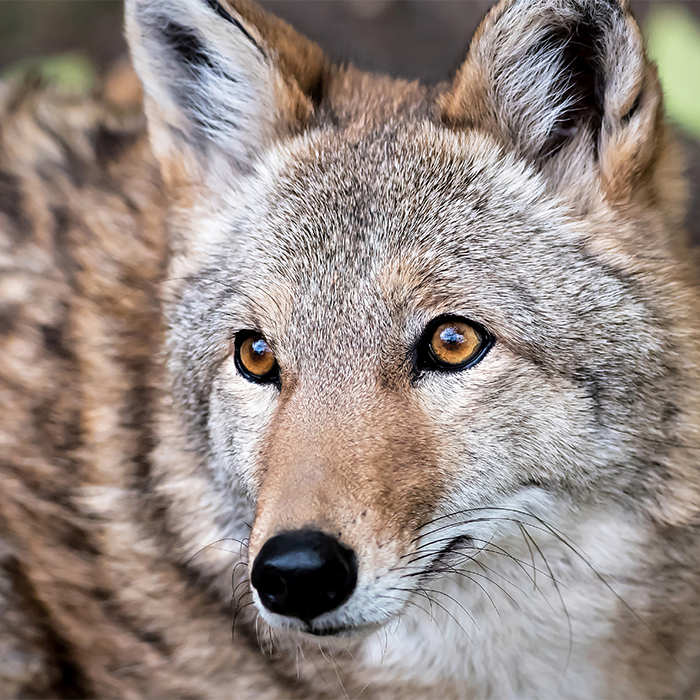 coyote Photo by: Kathleen Otto, 2017 Photography Contest Overall Winner