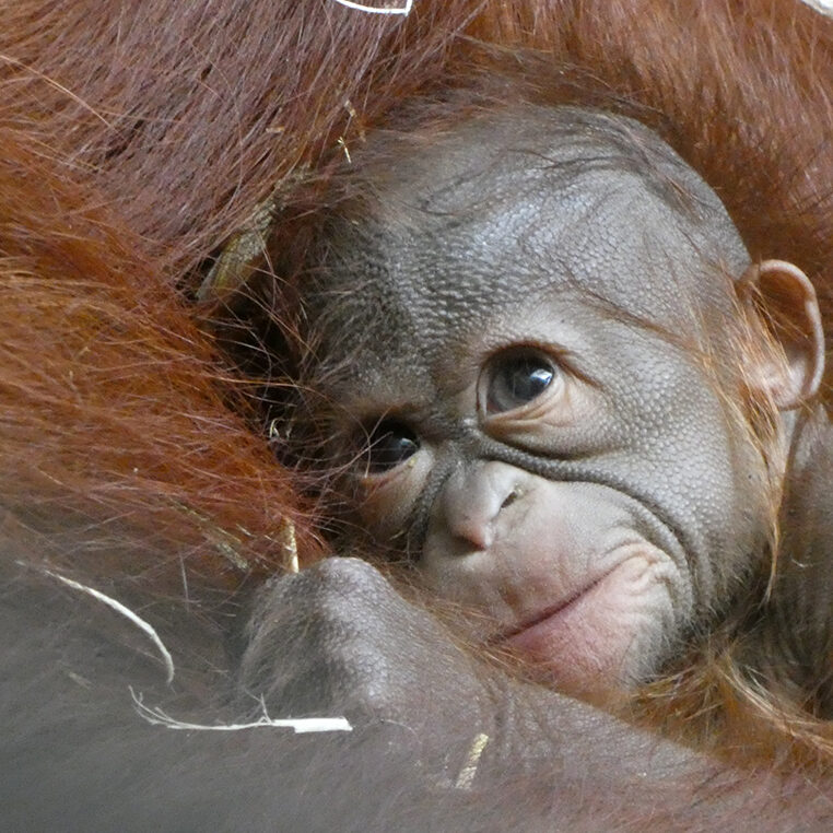 Orangutan Baby