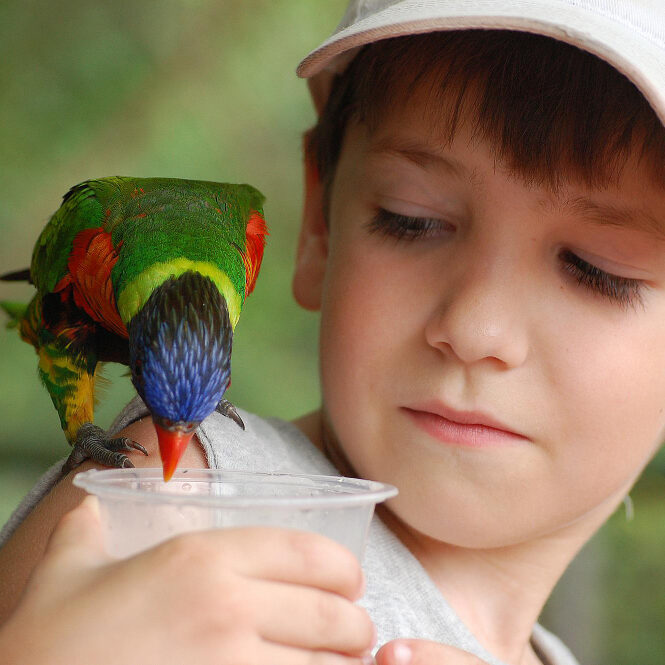lorakeet feeding teen boy camp lorakeet feeding teen boy camp
