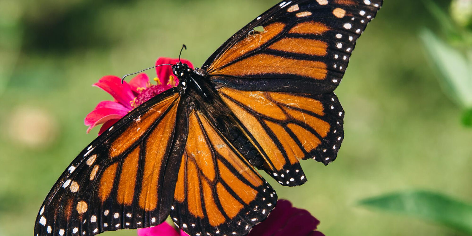 monarch pollinator monarch pollinator