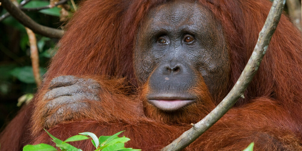 orangutan - stock orangutan - stock