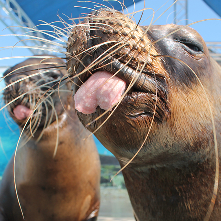 sealions sealions