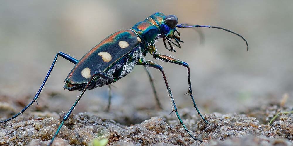 tiger-beetle-web tiger-beetle-web