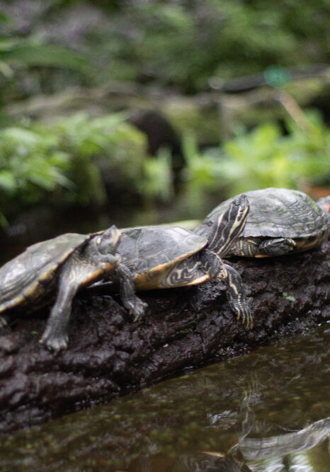 turtle habitat protection turtle habitat protection